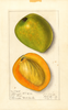 Mangoes, Alphonse (1912)