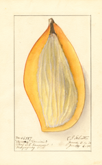 Mangoes, Ameeri (1910)