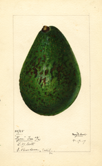 Avocados, Lyon (1917)