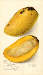 Mangoes, No. 25 (1907)