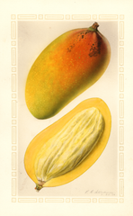 Mangoes, Ameeri (1926)