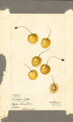 Cherries, Buttners Yellow (1917)
