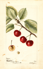 Cherries, Carnation (1897)