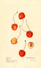 Cherries, Cass (1917)