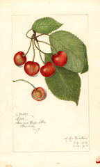 Cherries, Coe (1915)