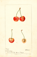 Cherries, Coe (1897)