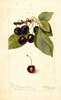 Cherries, Dikeman (1898)
