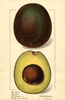 Avocados, Sambert (1916)