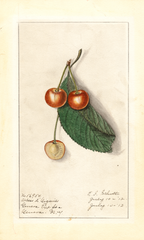 Cherries, Abbess D' Oignies (1912)