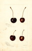 Cherries (1896)