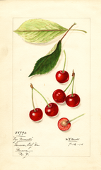 Cherries, Early Morello (1916)