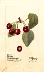 Cherries, Elkhorn (1910)