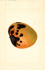 Mangoes (1910)