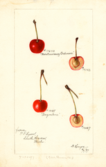 Cherries, Angouleme (1897)