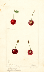 Cherries, English Morello (1897)