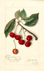 Cherries, Empress Eugene (1912)