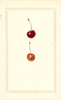 Cherries, Eveline