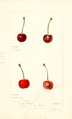 Cherries (1897)