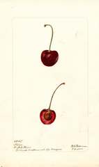 Cherries, Flinn (1902)
