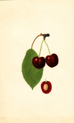 Cherries, Garibaldi (1935)
