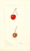 Cherries, Geer (1897)