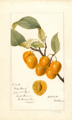Cherries, Golden Beauty (1894)