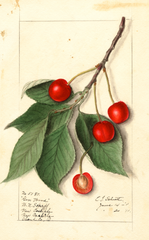 Cherries, Govenor Wood (1911)
