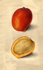 Mangoes, Amiri (1914)