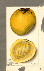 Mangoes, Bombay Yellow (1913)