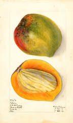 Mangoes, Paheri (1910)