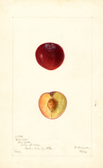 Plums, Excelsior (1901)