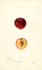 Plums, Excelsior (1901)