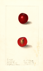 Plums, Free Silver (1908)