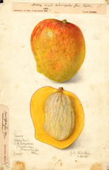 Mangoes, Peters No. 1 (1907)