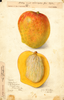 Mangoes, Peters No. 1 (1907)