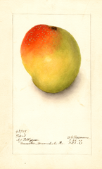 Mangoes, Peters (1909)