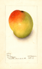 Mangoes, Peters (1909)