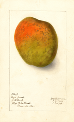 Mangoes, Raja Purri (1909)