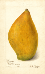 Mangoes, Sandersha (1906)