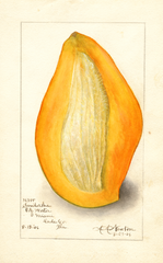Mangoes, Sandersha (1906)