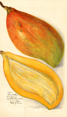 Mangoes, Sandersha (1908)