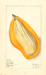 Mangoes, Sandersha (1910)