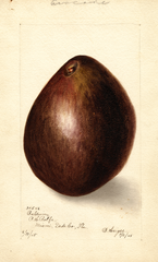Avocados, Baldwin (1905)