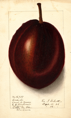 Avocados, Blackman (1906)