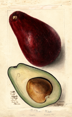Avocados, Early (1906)