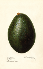 Avocados, El Grande (1917)