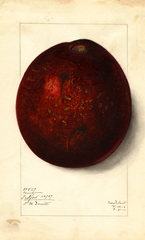 Avocados, Fulford (1912)