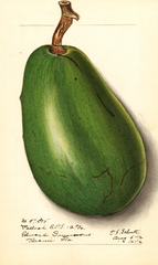 Avocados, Pollock (1912)