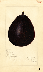 Avocados, Spinks (1917)