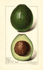 Avocados, Wagner (1916)